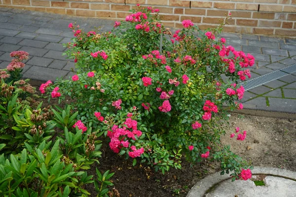 Ground cover rose, Rosa \'Gaertnerfreude\', syn. \'Toscana\' blooms with raspberry red flowers in September. Rose is a woody perennial flowering plant of the genus Rosa, in the family Rosaceae. Berlin, Germany