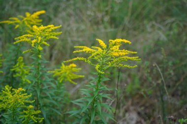 Solidago canadensis Eylül ayında sarı çiçeklerle çiçek açar. Solidago canadensis, Kanada altın çubuğu ya da Kanada altın çubuğu, uzun ömürlü bir bitkidir. Berlin, Almanya 