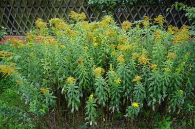 Solidago canadensis Eylül ayında sarı çiçeklerle çiçek açar. Solidago canadensis, Kanada altın çubuğu ya da Kanada altın çubuğu, uzun ömürlü bir bitkidir. Berlin, Almanya 