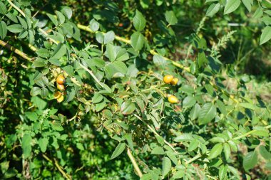 Sarı gül meyveleri, gül kalçalar, Rosa Sp 'in dallarında asılı. Eylül 'de. Rose, Rosaceae familyasından, Rosa cinsine ait uzun ömürlü bir çiçek bitkisidir. Berlin, Almanya