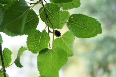 Morus Nigra 'nın meyveleri Eylül' de yetişir. Morus nigra, Moraceae familyasından bir yaprak döken ağaç türüdür. Berlin, Almanya