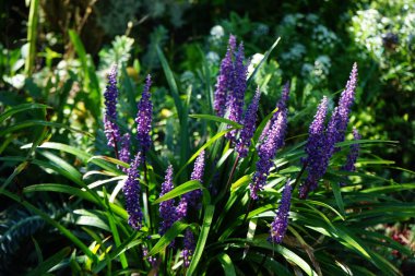 Liriope Muscari 'Para Getiren', Syn. Büyük mavi zambak, zambak, sınır otları, maymun otları, ağustostan ekime kadar panikte mavi-mor çiçekler üreten her daim yemyeşil bir bitkidir. Berlin, Almanya