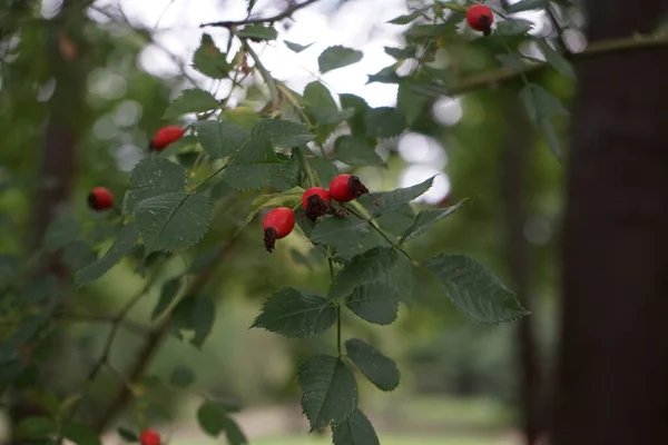 Red fruits, rose hips, hang on the branches of a wild rose bush Rosa canina in September. Rosa canina, commonly known as the dog rose, is a variable climbing, wild rose species. Berlin, Germany