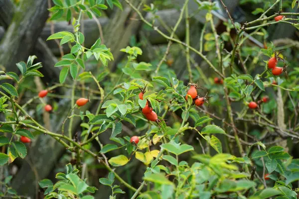 Turuncu gül meyveleri, gül kalçalar, Rosa Sp 'in dallarına asılın. Eylül 'de. Rose, Rosaceae familyasından, Rosa cinsine ait uzun ömürlü bir çiçek bitkisidir. Berlin, Almanya