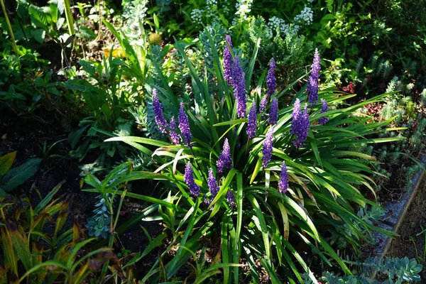Liriope Muscari 'Para Getiren', Syn. Büyük mavi zambak, zambak, sınır otları, maymun otları, ağustostan ekime kadar panikte mavi-mor çiçekler üreten her daim yemyeşil bir bitkidir. Berlin, Almanya
