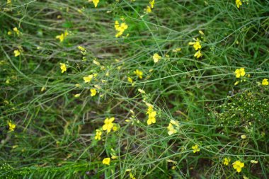 Diplotaxis tenuifolia Eylül ayında çiçek açar. Diplotaxis tenuifolia, Hardal familyasından bir bitki türü olup, uzun ömürlü duvar roketi olarak bilinir. Berlin, Almanya 