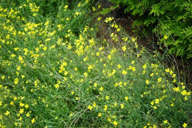 Diplotaxis tenuifolia Eylül ayında çiçek açar. Diplotaxis tenuifolia, Hardal familyasından bir bitki türü olup, uzun ömürlü duvar roketi olarak bilinir. Berlin, Almanya 