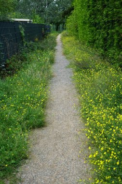 Diplotaxis tenuifolia Eylül ayında çiçek açar. Diplotaxis tenuifolia, Hardal familyasından bir bitki türü olup, uzun ömürlü duvar roketi olarak bilinir. Berlin, Almanya 