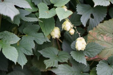 Tırmanma tesisi Humulus lupulus Eylül ayında çiçek açar. Humulus lupulus, kenevirgiller (Cannabinaceae) familyasından bir bitki türü. Berlin, Almanya 