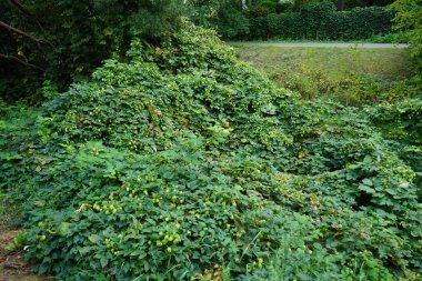Tırmanma tesisi Humulus lupulus Eylül ayında çiçek açar. Humulus lupulus, kenevirgiller (Cannabinaceae) familyasından bir bitki türü. Berlin, Almanya 