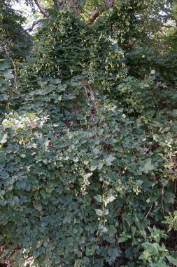 Tırmanma tesisi Humulus lupulus Eylül ayında çiçek açar. Humulus lupulus, kenevirgiller (Cannabinaceae) familyasından bir bitki türü. Berlin, Almanya 
