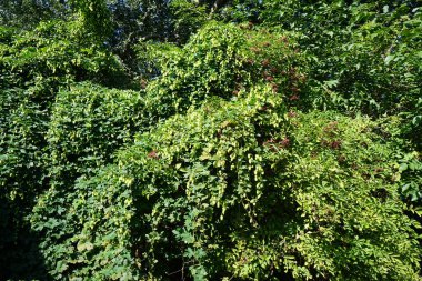 Tırmanma tesisi Humulus lupulus Eylül ayında çiçek açar. Humulus lupulus, kenevirgiller (Cannabinaceae) familyasından bir bitki türü. Berlin, Almanya 