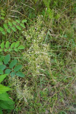 Erigeron kanadensis eylülde büyür. Erigeron kanadensis, Syn. Conyza canadensis, Asteraceae familyasından bir bitki türü olan Erigeron cinsi bitkidir. Berlin, Almanya 