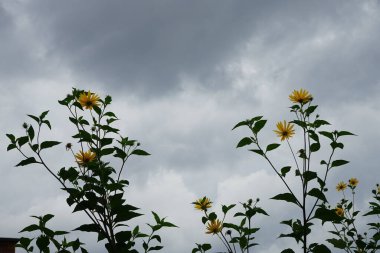 Helianthus tüberosus Eylül ayında sarı çiçeklerle çiçek açar. Kudüs enginarı (