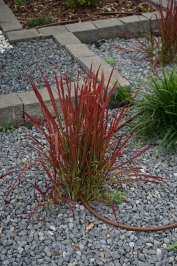 Imperata silindiri var. Koenigii 'Kızıl Baron' Eylül 'de yetişiyor. Imperata silindiri, kogongrass veya kunai otları, uzun ömürlü otların bir türüdür. Berlin, Almanya