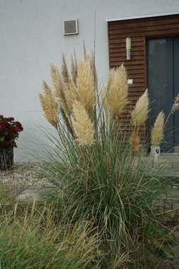 Cortaderia selloana Eylül 'de büyür. Cortaderia selloana, Poaceae familyasından bir bitki türü. Pampas otları olarak da bilinir. Berlin, Almanya