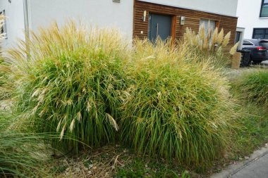 Süslü otlar Miscanthus sinensis ve Cortaderia selloana Eylül ayında bahçede yetişir. Miscanthus sinensis, Çimengiller (Poaceae) familyasından bir bitki türü. Berlin, Almanya