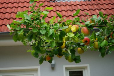 Elma ağacı, Malus domestica, Eylül 'de meyvelerle birlikte büyür. Elma, Malus domestica adlı bir elma ağacı tarafından üretilen yenilebilir bir meyvedir. Berlin, Almanya 