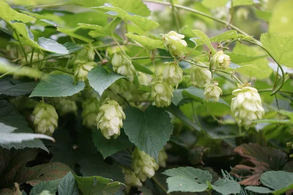 The climbing plant Humulus lupulus blooms in September. Humulus lupulus, the common hop or hops, is a species of flowering plant in the hemp family Cannabinaceae. Berlin, Germany