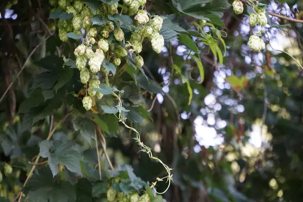 The climbing plant Humulus lupulus blooms in September. Humulus lupulus, the common hop or hops, is a species of flowering plant in the hemp family Cannabinaceae. Berlin, Germany