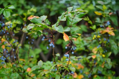 Mahonia aquifolium 'un böğürtlenleri Eylül ayında yetişir. Mahonia aquifolium ya da Oregon üzümü, Berberidaceae familyasından bir bitki türü. Berlin, Almanya