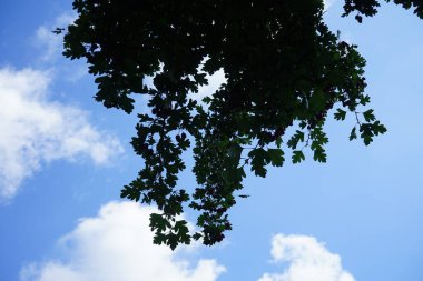 Krataegus monogyna ve koyu kırmızı meyveler Eylül ayında yetişir. Crataegus monogyna, gülgiller (Rosaceae) familyasından bir kuş türü. Berlin, Almanya 