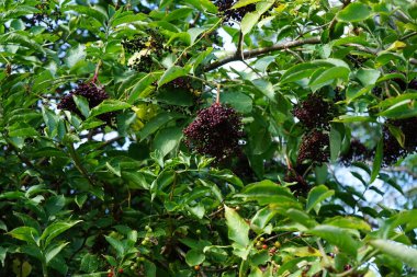 Sambucus zencisi Eylül 'de meyve yetiştirir. Sambucus nigra, yaşlı, elderberry, siyah yaşlı, Avrupalı yaşlı, Avrupa mürver böğürtleni, Avrupa siyah mürver böğürtlenidir. Berlin, Almanya 