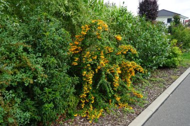 Pyracantha 'Soleil d' Or 'ile sarı meyveler Eylül' de yetişir. Pyracantha, gülgiller (Rosaceae) familyasından büyük ve dikenli bir çalı cinsidir. Berlin, Almanya
