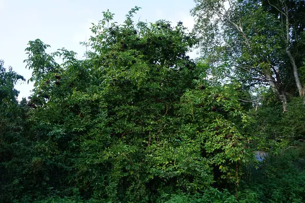 Sambucus nigra with fruits grows in September. Sambucus nigra, elder, elderberry, black elder, European elder, European elderberry, European black elderberry, tramman is a species of flowering plants. Berlin, Germany