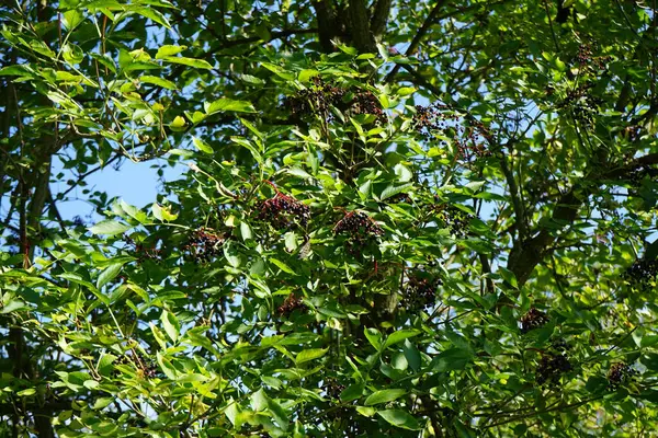 Sambucus nigra with fruits grows in September. Sambucus nigra, elder, elderberry, black elder, European elder, European elderberry, European black elderberry, tramman is a species of flowering plants. Berlin, Germany