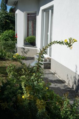 Oenothera biennis Eylül 'de çiçek açar. Oenothera biennis, Onagraceae familyasından bir bitki türü. Berlin, Almanya 