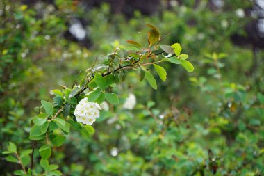 Spiraea sp. Eylül 'de beyaz çiçeklerle çiçek açar. Spiraea ya da spirea, gülgiller (Rosaceae) familyasından bir çan çiçeğidir. Berlin, Almanya