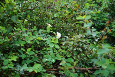 Spiraea sp. Eylül 'de beyaz çiçeklerle çiçek açar. Spiraea ya da spirea, gülgiller (Rosaceae) familyasından bir çan çiçeğidir. Berlin, Almanya