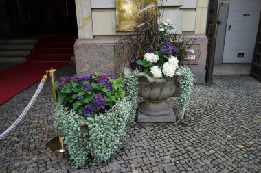 Eylül 'de mor ve beyaz ortanca ortancaları, Dichondra argentea, beyaz sonbahar şakayığı Anemone melezi ve süs otları dekoratif vazolarda yetişir. Berlin, Almanya