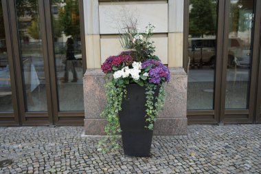 Mor ve beyaz ortanca Hydrangea makrophylla, çeşitli Hedera helix 