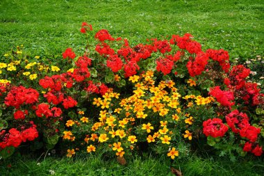  Sarı-turuncu kadife çiçekleri Tagetes patula ve kırmızı sardunyalar Pelargonium hororum Eylül ayında çiçek açar. Kadife çiçekleri (