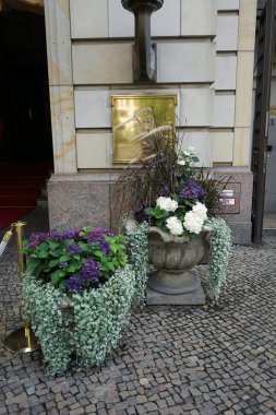 Eylül 'de mor ve beyaz ortanca ortancaları, Dichondra argentea, beyaz sonbahar şakayığı Anemone melezi ve süs otları dekoratif vazolarda yetişir. Berlin, Almanya