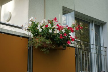 Mandevilla Sanderi Eylül 'de bir balkonda çiçek açıyor. Mandevilla sanderi, Mandevilla cinsine ait bir asma türüdür. Berlin, Almanya 
