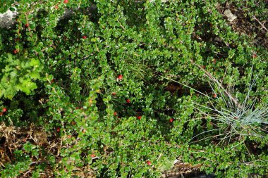 Eylül 'de kırmızı meyveli Cotoneaster Dammeri büyür. Cotoneaster dammeri, Cotoneaster familyasından Rosaceae familyasına ait bir bitki türü. Berlin, Almanya