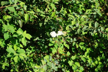 Spiraea vanhouttei, Eylül ayında yılda ikinci kez beyaz çiçeklerle açar. Spiraea ya da spirea, gülgiller (Rosaceae) familyasından bir çan çiçeğidir. Berlin, Almanya