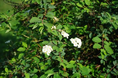 Spiraea vanhouttei, Eylül ayında yılda ikinci kez beyaz çiçeklerle açar. Spiraea ya da spirea, gülgiller (Rosaceae) familyasından bir çan çiçeğidir. Berlin, Almanya