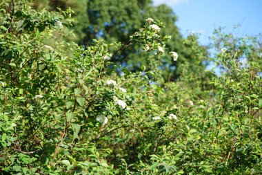 Spiraea vanhouttei, Eylül ayında yılda ikinci kez beyaz çiçeklerle açar. Spiraea ya da spirea, gülgiller (Rosaceae) familyasından bir çan çiçeğidir. Berlin, Almanya