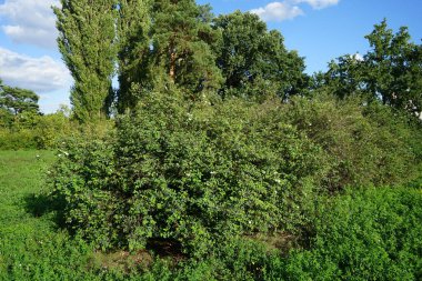 Spiraea vanhouttei, Eylül ayında yılda ikinci kez beyaz çiçeklerle açar. Spiraea ya da spirea, gülgiller (Rosaceae) familyasından bir çan çiçeğidir. Berlin, Almanya