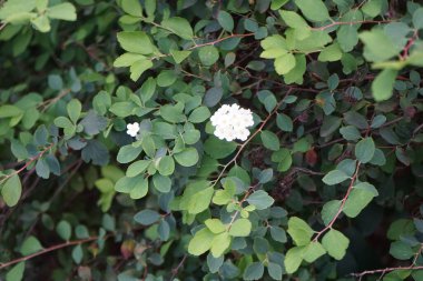 Spiraea vanhouttei, Eylül ayında yılda ikinci kez beyaz çiçeklerle açar. Spiraea ya da spirea, gülgiller (Rosaceae) familyasından bir çan çiçeğidir. Berlin, Almanya