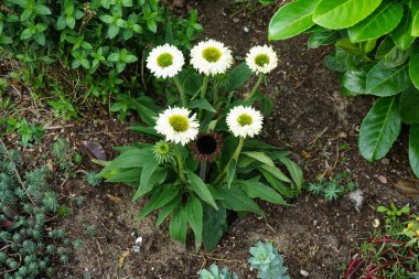 Echinacea purpurea SunSeekers 'ın Beyaz Mükemmelliği Eylül' de çiçek açar. Echinacea purpurea, (doğuda mor koni çiçeği, mor koni çiçeği, kirpi coneflower) çiçekli bir bitki türüdür. Berlin, Almanya 