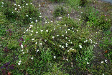 White Potentilla fruticosa 'Abbotswood' eylül ayında bahçede çiçek açar. Potentilla, Rosaceae familyasından bir bitki türü. Berlin, Almanya 