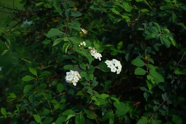 stock image Spiraea vanhouttei blooms with white flowers for the second time a year in September. Spiraea, spirea, meadowsweets or steeplebushes, is a species of flowering plant in the rose family, Rosaceae. Berlin, Germany