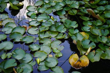 Sarı nilüferler, Nymphaea x kültü Eylül ayında Innovationspark Wuhlheide 'de bir gölette çiçek açtı. Nymphaea, Nymphaeaceae familyasından bir su bitkisi cinsidir. Berlin, Almanya