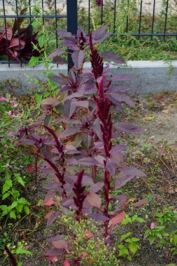 Amaranthus Cruentus Eylül 'de çiçek açar. Amaranthus cruentus (Amaranthus cruentus), kırmızı araranth, mor araranth, prens tüyü ve Meksika tahıl amaranth familyasından çiçek açan bir bitki türüdür. Berlin, Almanya 