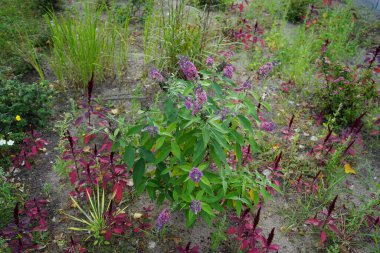 Buddleja davidii 'Bicolor', syn. 'Çiçek Gücü', Eylül 'de çiçek açacak. Buddleja davidii ya da Buddleia davidii, çiçek açan bir bitki türüdür..